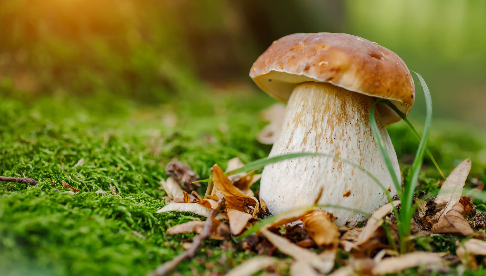 media.Percorso-del-fungo-Hotel-Life-Rimini