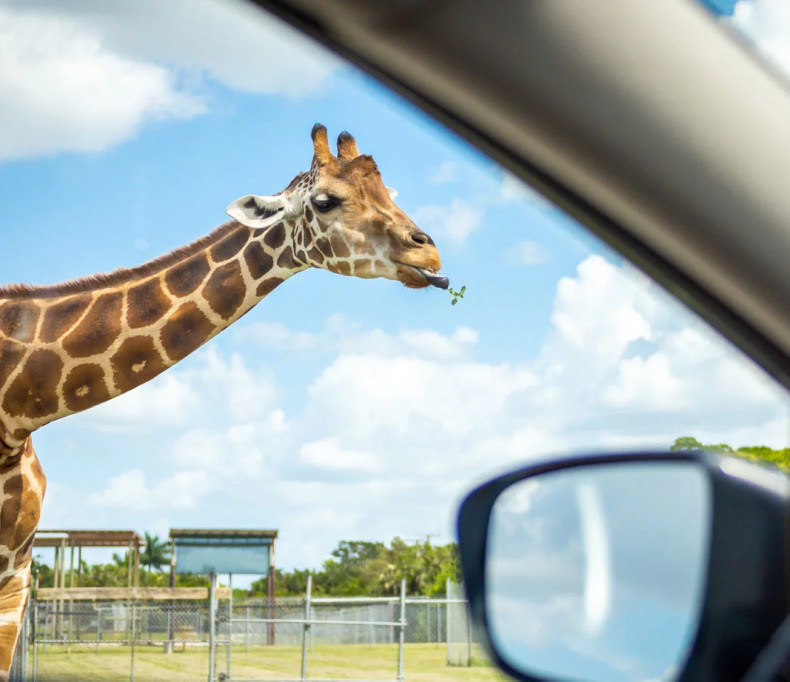 media.Zoo-Safari-Hotel-Life-Rimini