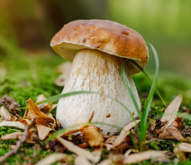 media.Percorso-del-fungo-Hotel-Life-Rimini