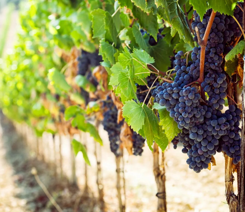 media.Giro-del-Sangiovese-Hotel-Life-Rimini